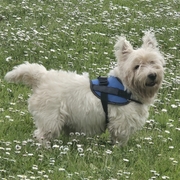 TOBY - toby-2-20-10-2026.jpg