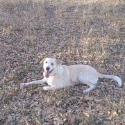 TYSON - tyson-1-16-11-2025.jpg