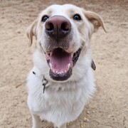 TYSON - tyson-2-16-11-2025.jpg