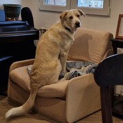 TYSON - tyson-4-16-11-2025.jpg