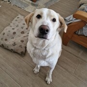 TYSON - tyson-5-16-11-2025.jpg