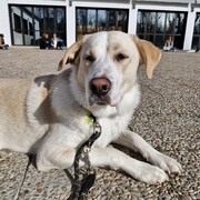 TYSON - tyson-6-16-11-2025.jpg