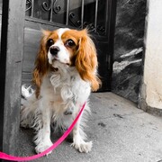 uffa-28-05-2026.jpg