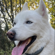 wolf-16-07-.png