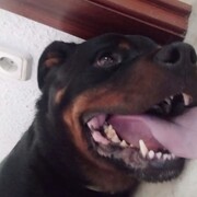 yanko-03-09-25.jpg