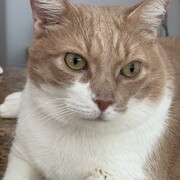 ZIPI - zipi-6-02-01-2026.jpeg